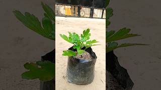 गुलदाउदी का पौधा#shorts #gardening#winterflowerplant #plants#gardenplants#reels #like#gardenflowers