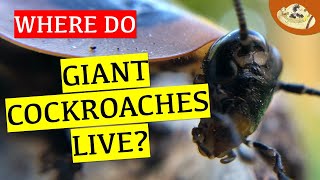 What Are Giant Cave Cockroaches Good For? 5 Things You NEED to Know! | Intriguing Invertebrates