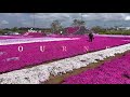 東庄町ふれあいセンターの芝桜