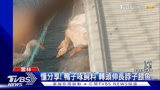 懂分享! 鴨子啄飼料 轉頭伸長脖子餵魚｜TVBS新聞