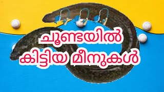 ചൂണ്ടയിട്ടപ്പോൾ കിട്ടിയ മീനുകൾ🎣🎣🎣 @naneesvlog #youtube #subscribe #fish #like #fishingvideo #share