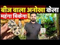 बीज वाला केला | Seeded Banana | Wild banana | Stone seed banana | Rare banana | banana farming kele