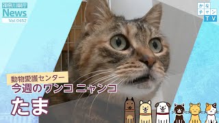 今週のワンコ・ニャンコ「たま」県庁ニュース vol.452  2022/01/07 Fri.