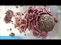 Cell Anatomy, Making Of - Scientific Visual Effects : TP