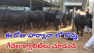 హర్యానా నుండి హైదరాబాద్ కి లోడ్ అవుతున్న ముర్రా జాతి గేదెలు..