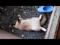 お風呂場でゴロゴロ！おもしろ可愛いねこcute funny kitten cat