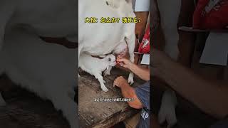 叔叔说服小羊喝牛奶 #animal #rescue #cow #animallover