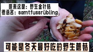 2022.01.07日，今年德国暖冬，出来采蘑菇不太冷。野生金针菇味道非常好，不过不太好辨认。