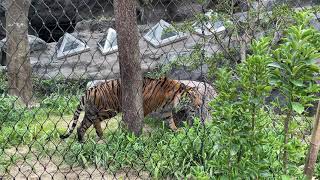 【東山動植物園】新！熱帯雨林エリアのスマトラトラ( アオ)