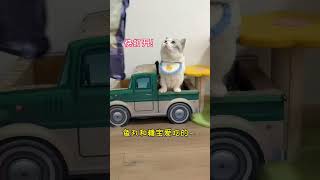 【#雪球日记】我好像真的捡了只锦鲤狗!#猫生第一口保底粮#蓝馔猫粮改名蓝挚 #爱就全力以护#蓝挚猫粮 #蓝BUFF猫粮