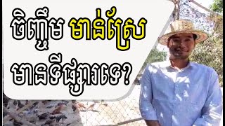 ចិញ្ចឹមមាន់ស្រែមានទីផ្សារទេ