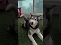 my husky argues she go out in rain