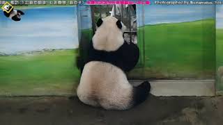 20190831 圓仔上課 The Giant Panda Yuan Zai