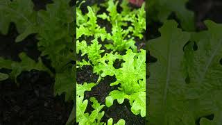 Summer Harvesting #garden #summerfood #nature #gardening #compost