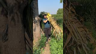 FULL DAY VILLAGE ROUTINE✅ #vlog #villagelife #villagevlog #rurallife #simpleliving #peacefullife