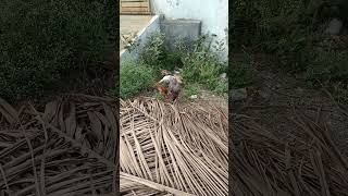 உன் அறிவு கறியை வைத்து பூச #funny_chicken #kozhi_koothugal #funny #husbandsothanaigal #gramathukoo