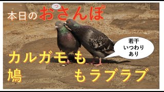 本日のおっさんぽ。カルガモのとーちゃんが帰ってきた（のかな？）