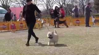 茨城県クラブ連合会展テリア♀グループ戦 2015/3/21