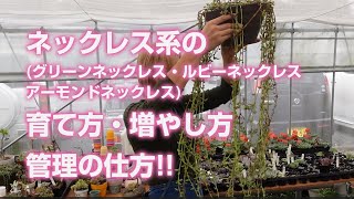 【多肉植物】ネックレス系(グリーンネックレス・ルビーネックレスアーモンドネックレス)の育て方・増やし方・管理の仕方!!【succulent】トロピカルガーデン