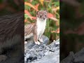 baby weasel