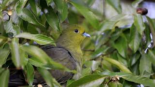 馬見丘陵公園の野鳥