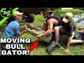 HAND CATCHING BULL GATOR!!!