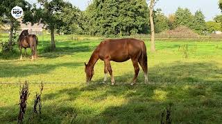 Politie voert paardencontrole uit na melding van watertekort