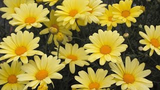 Argyranthemum frutescens flower plants