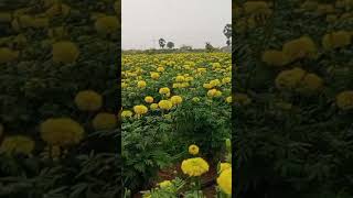 விவசாயம் நம் அடையாளம் #agricultureshorts #agriculturelife #விவசாயி #vivasayi