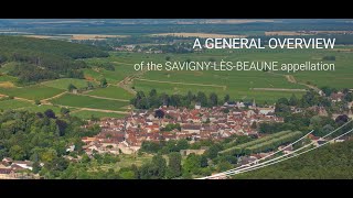 A general owerview of the Savigny-lès-Beaune appellation