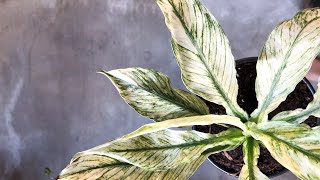 Variegated Peace Lily Varieties for Beginners