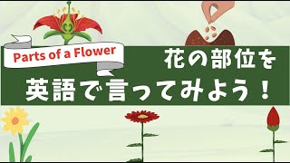 花の部位を英語で言ってみよう｜parts of a flower