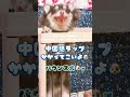 【今大流行中の中国語ラップ】バウンス犬の縦揺れ止まらない！かかってこいよ【極小チワワ第二次反抗期中】