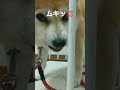 豆柴リンちゃん。動画撮ってる飼い主に激怒🐕 柴犬 豆柴 shorts