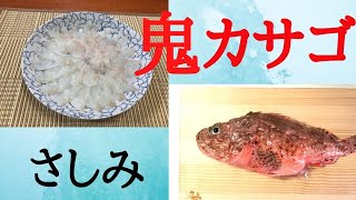 高級魚オニカサゴを刺身にしてみた！激ウマで病みつきになるHow to handle Onikasago sashimi