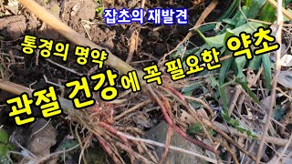 관절 건강에 꼭 필요한 약초 - 너무 흔해서 잡초 취급을 받는 우슬의 어마어마한 약효에 대해 소개할게요