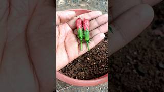 how to propagate hibiscus flowers from flower buds #shorts #hibiscusflowers #GardenGrafting