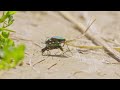 auf video der liebeskampf der feld sandlaufkäfer