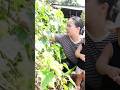 Baby Happi goes fruit picking with her single mother #baby #vlog #cute #singlemom #singlemother