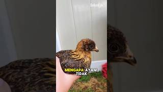 Inilah Kenapa Kepala Ayam selalu diam Jika Digerakan‼️😱