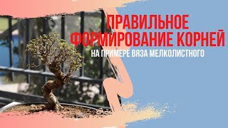 Как правильно формировать красивое и правильное небари у бонсай. Бонсай из вяза мелколистного