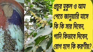 জানুয়ারী মাসে আম গাছে কি কি সার দিতে হবে, পানি কিভাবে দিবেন, রোগ হলে কি করবেন?