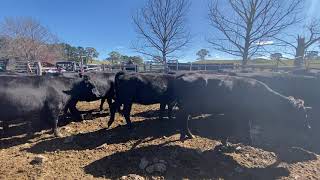 57 PTIC ANGUS X ANGUS COWS TO TEXAS ANGUS BULLS