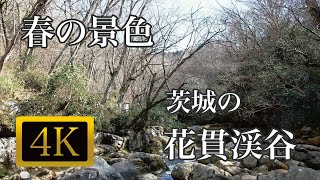 【4K映像 ドローン空撮】茨城の花貫渓谷 汐見滝吊橋【観光地】