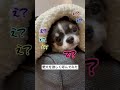 愛犬にカメラ目線を強く要求してみた… shorts チワワ カメラ目線