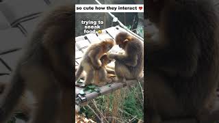 World's CUTEST Baby💖Monkeys🐒 Eating and Playing Together!