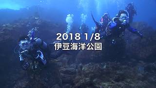 伊豆へ日帰りダイビング　東京世田谷発　冬の海を楽しむダイバー