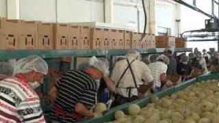 CANTALOUPE PACKING LINE 05/03 DON ENRIQUE GRUPO ALTA