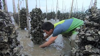 清明后青蟹开始出洞，阿烽第一时间赶到海蛎区，抓的全是大货