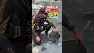 20240804釣遊放流#谷關 #出水魚#taiwanfishing #fishing #溪流釣り #釣魚 #苦花